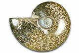 Polished Ammonite (Cleoniceras) Fossil - Madagascar #364992-1